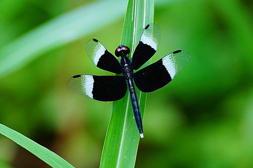 Neurothemis tullia